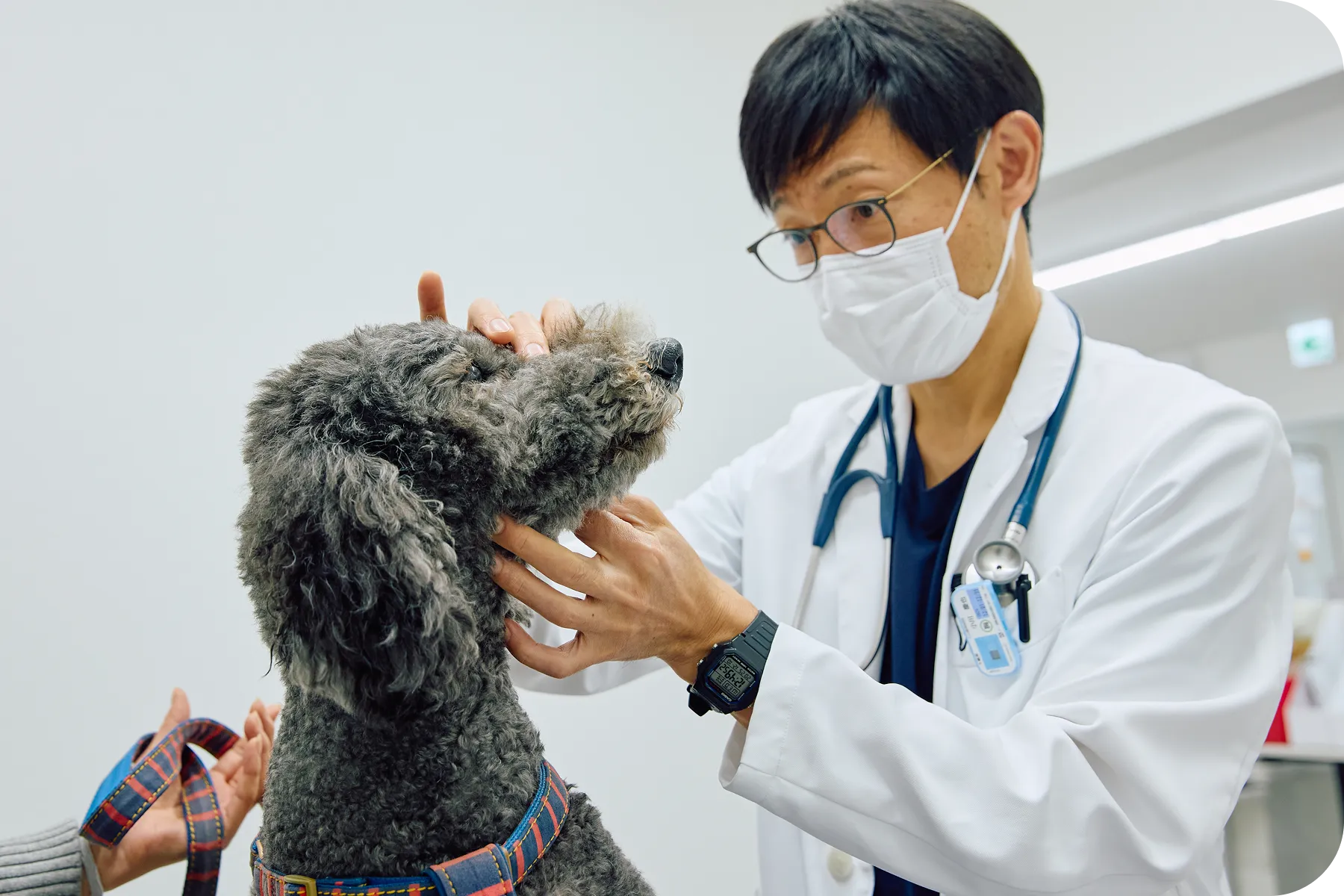医師が犬を診察する様子