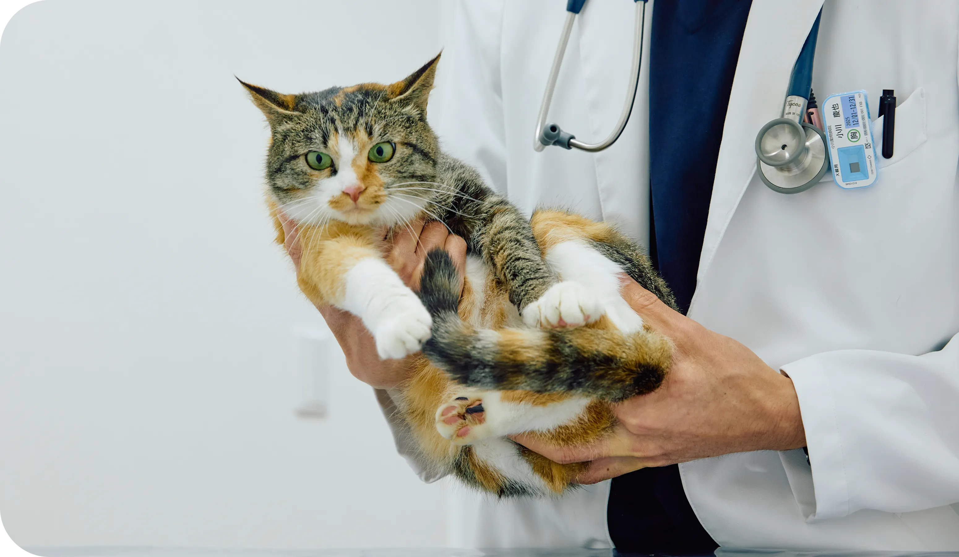 医師が子猫を診察する様子